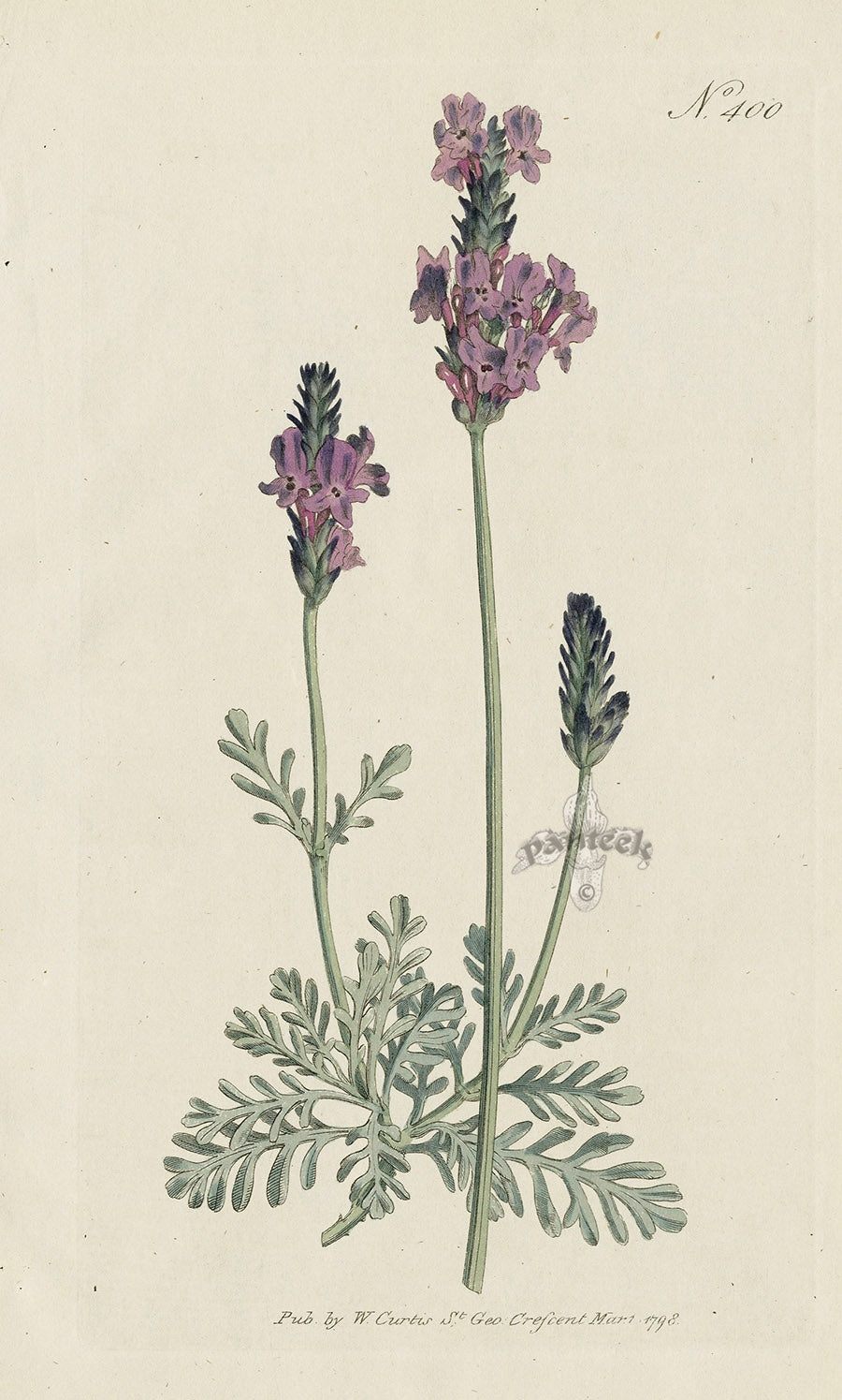 1787 Curtis Tooth'd-Leav'd Lavender - Panteek Antique Prints