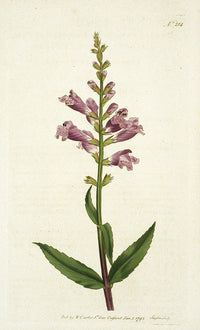 1787 Curtis Toothed Dragon's Head - Panteek Antique Prints