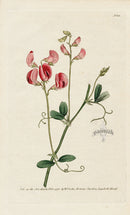1787 Curtis Tuberous Lathyrus, or Pease Earth-Nut - Panteek Antique Prints