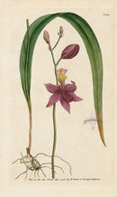 1787 Curtis Tuberous-Rooted Limodorum - Panteek Antique Prints