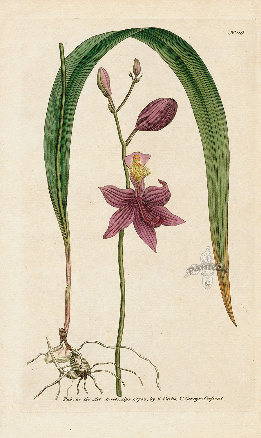 1787 Curtis Tuberous-Rooted Limodorum