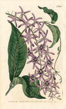 1787 Curtis Twining Petrea - Panteek Antique Prints