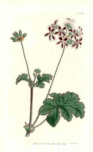 1787 Curtis Two Colored Crane's Bill