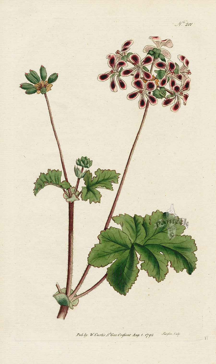 1787 Curtis Two-Coloured Crane's-Bill