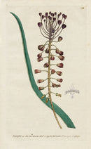 1787 Curtis Two Coloured, or, Tassel Hyacinth - Panteek Antique Prints