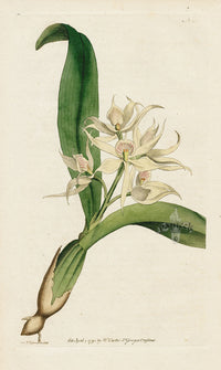 1787 Curtis Two-Leav'd Epidendrum - Panteek Antique Prints