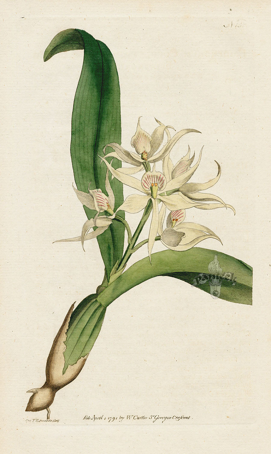 1787 Curtis Two-Leav'd Epidendrum