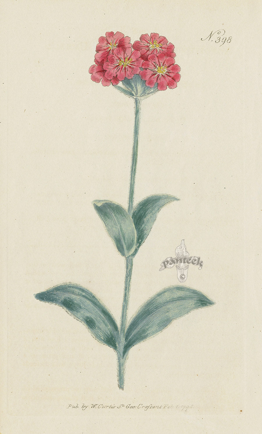 1787 Curtis Umbel'd Rose Campion