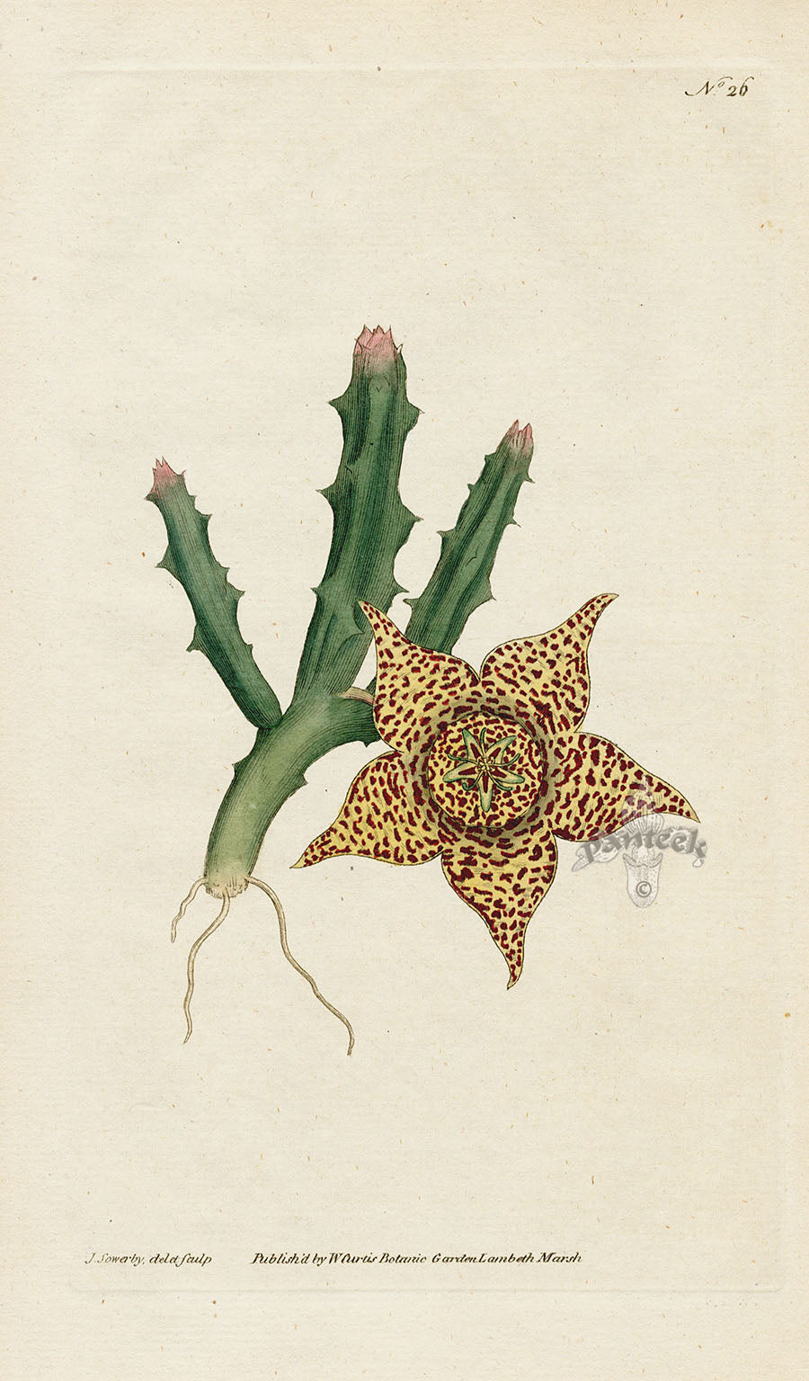 1787 Curtis Variegated Stapelia