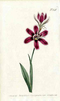 1787 Curtis Velvet Ixia - Panteek Antique Prints