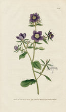 1787 Curtis Venus's Looking-Glass - Panteek Antique Prints