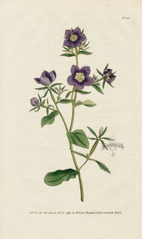 1787 Curtis Venus's Looking-Glass - Panteek Antique Prints