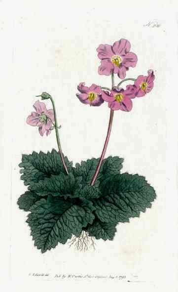 1787 Curtis Verbascum