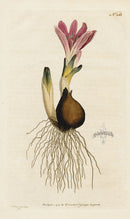 1787 Curtis Vernal Bulbocodium - Panteek Antique Prints
