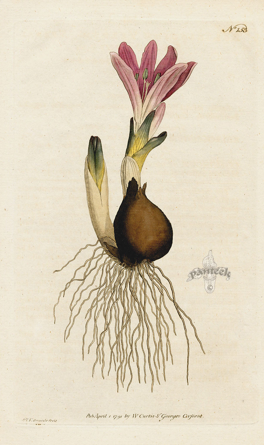 1787 Curtis Vernal Bulbocodium