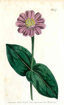1787 Curtis Violet Zinnia - Panteek Antique Prints