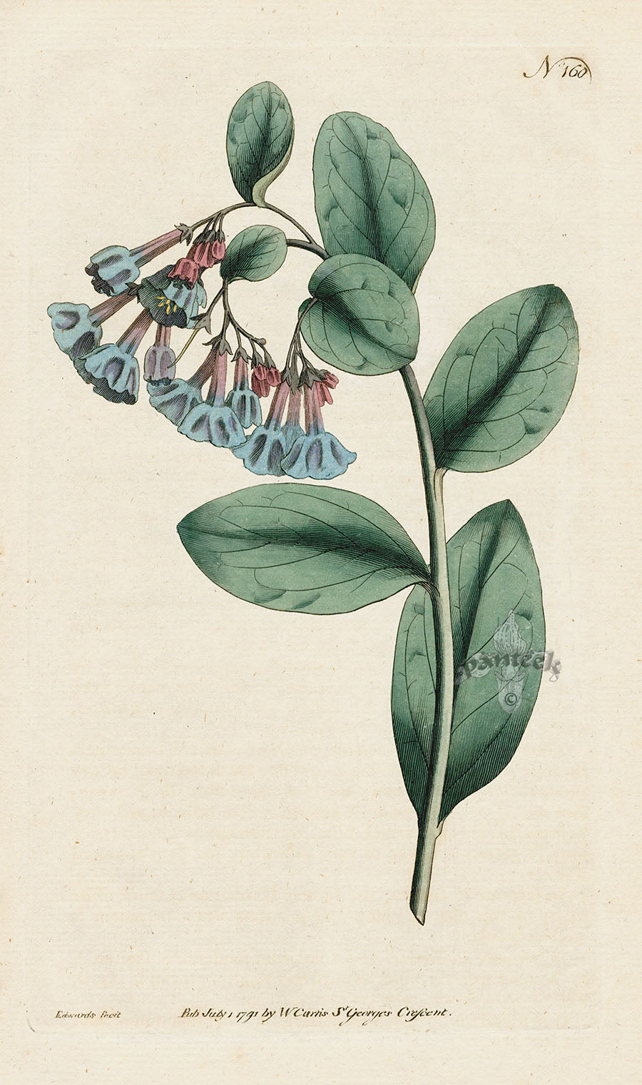 1787 Curtis Virginia Lungwort
