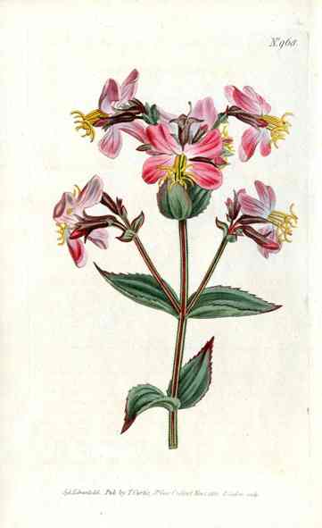 1787 Curtis Virginian Rhexia