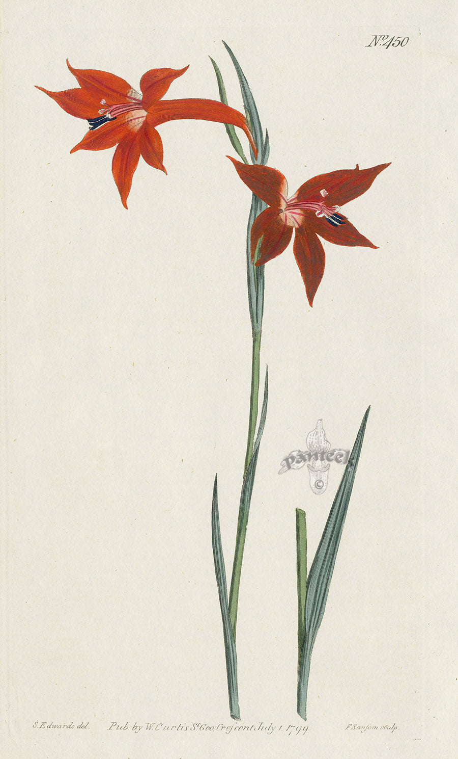 1787 Curtis Watson's Corn-Flag