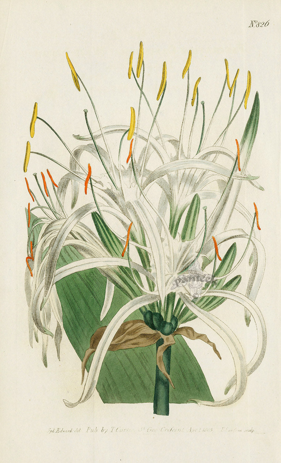 1787 Curtis West-Indian Pancratium - Panteek Antique Prints