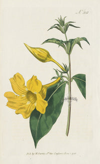 1787 Curtis Willow Leav'd Allamanda - Panteek Antique Prints
