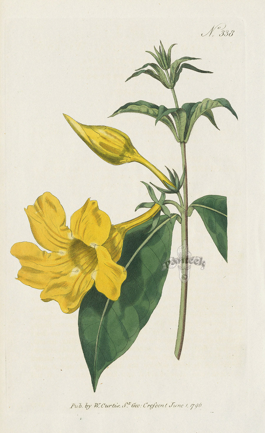 1787 Curtis Willow Leav'd Allamanda