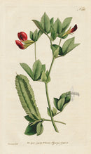 1787 Curtis Winged Lotus - Panteek Antique Prints