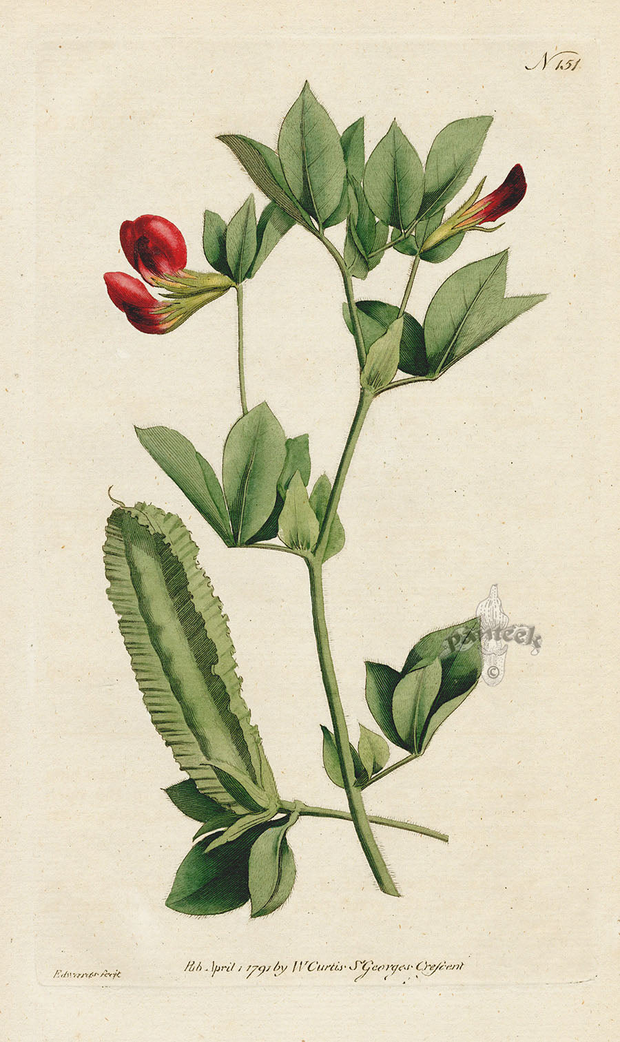 1787 Curtis Winged Lotus