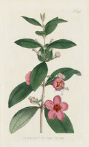 1787 Curtis Woolly-Leaved Myrtle - Panteek Antique Prints