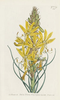 1787 Curtis Yellow Asphodel or Kingspear - Panteek Antique Prints