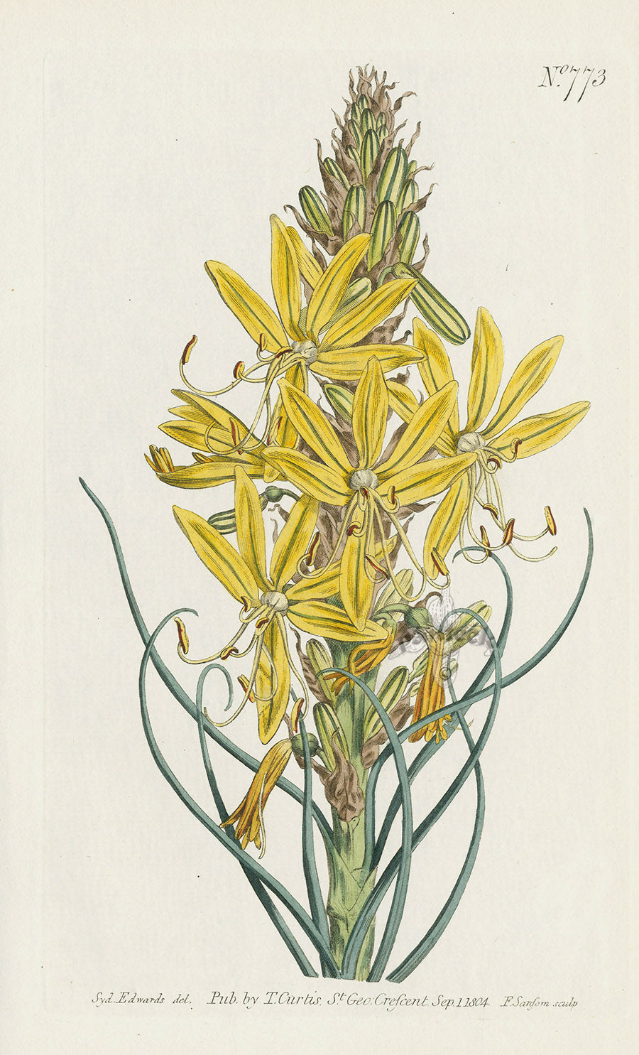 1787 Curtis Yellow Asphodel or Kingspear