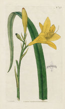 1787 Curtis Yellow Day-lily - Panteek Antique Prints