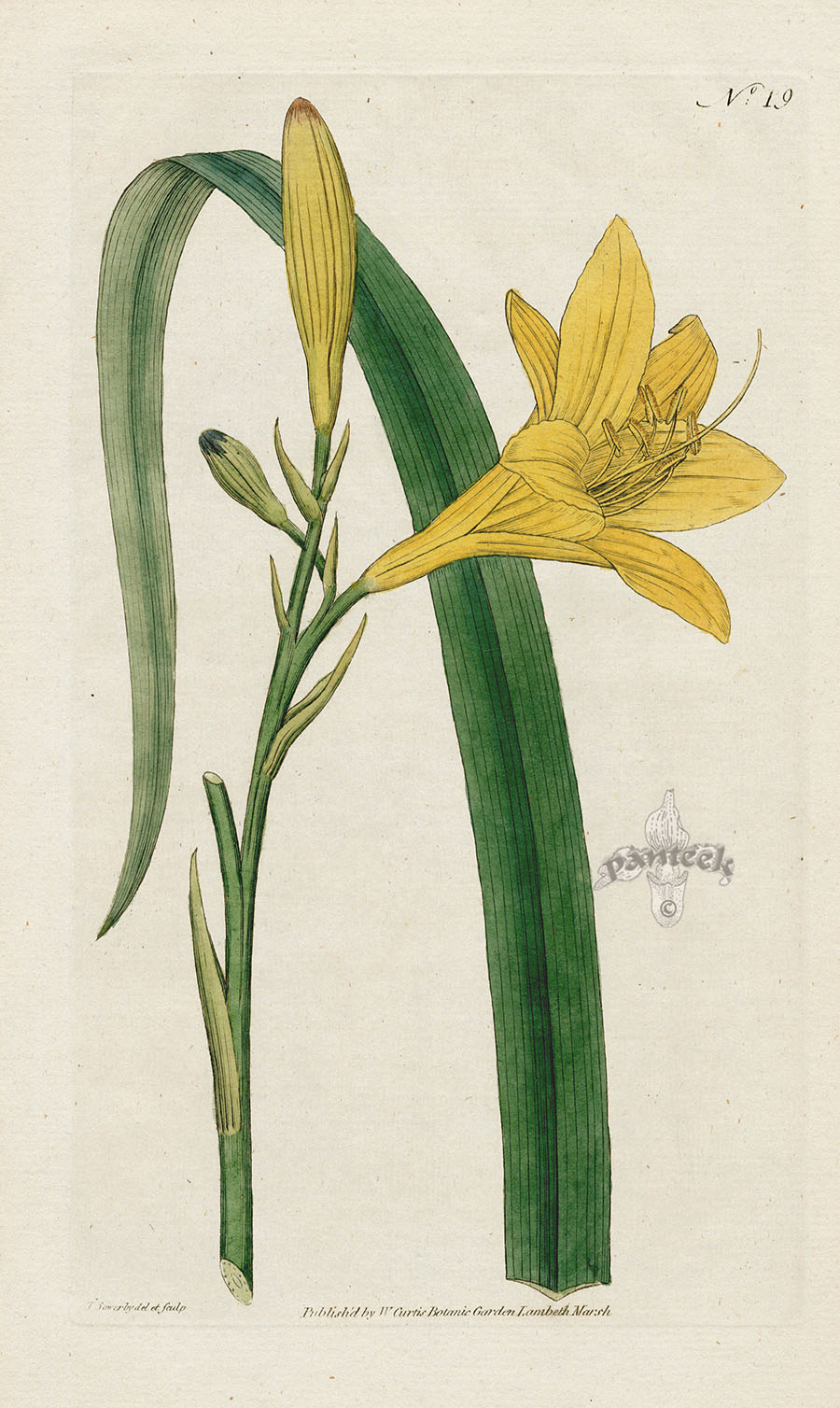 1787 Curtis Yellow Day-lily