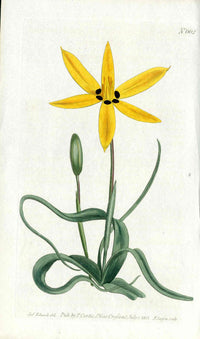 1800 Curtis Acacia New South Walse - Panteek Antique Prints