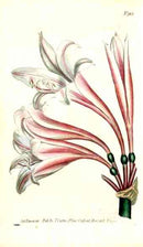 1800 Curtis Amaryllis Lily - Panteek Antique Prints