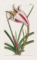 1800 Curtis Amaryllis Ornata - Panteek Antique Prints
