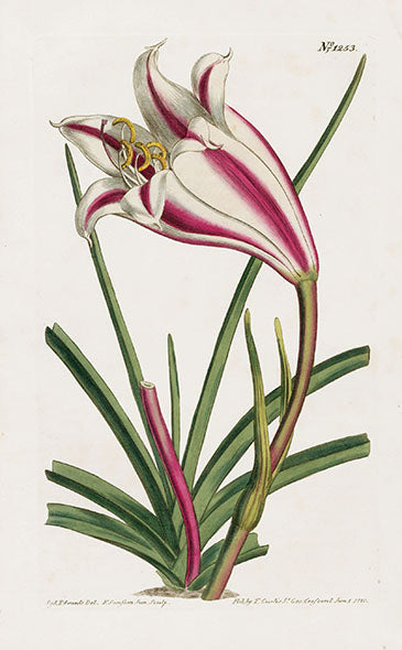 1800 Curtis Amaryllis Ornata