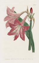 1800 Curtis Amaryllis Reticulata - Panteek Antique Prints