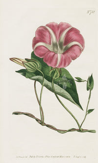 1800 Curtis American Bindweed - Panteek Antique Prints