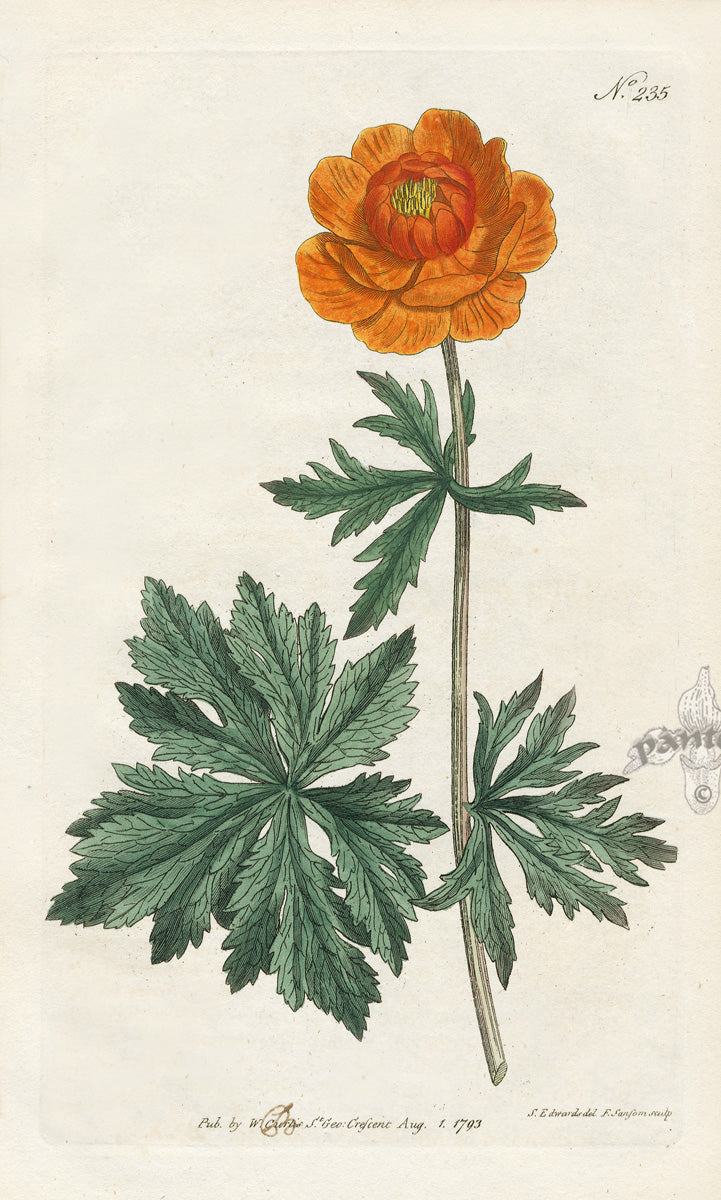 1800 Curtis Asiatic Globe-Flower