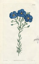 1800 Curtis Austrian Flax - Panteek Antique Prints