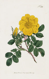 1800 Curtis Austrian Rose - Panteek Antique Prints