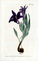 1800 Curtis Babiana - Panteek Antique Prints