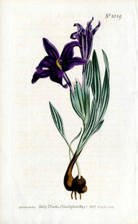 1800 Curtis Babiana - Panteek Antique Prints