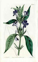 1800 Curtis Barleria Stem - Panteek Antique Prints