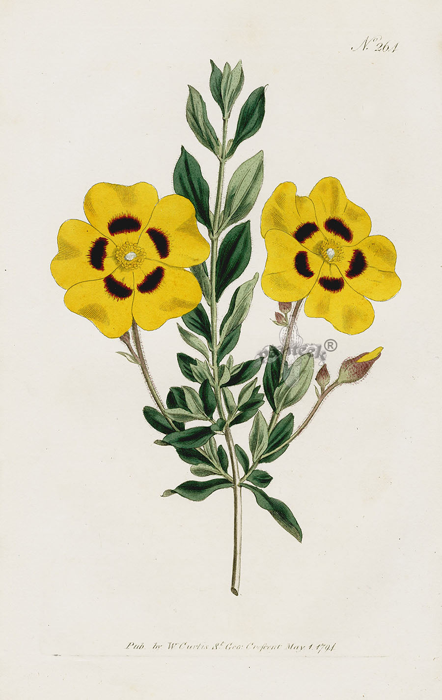 1800 Curtis Beautiful Cistus