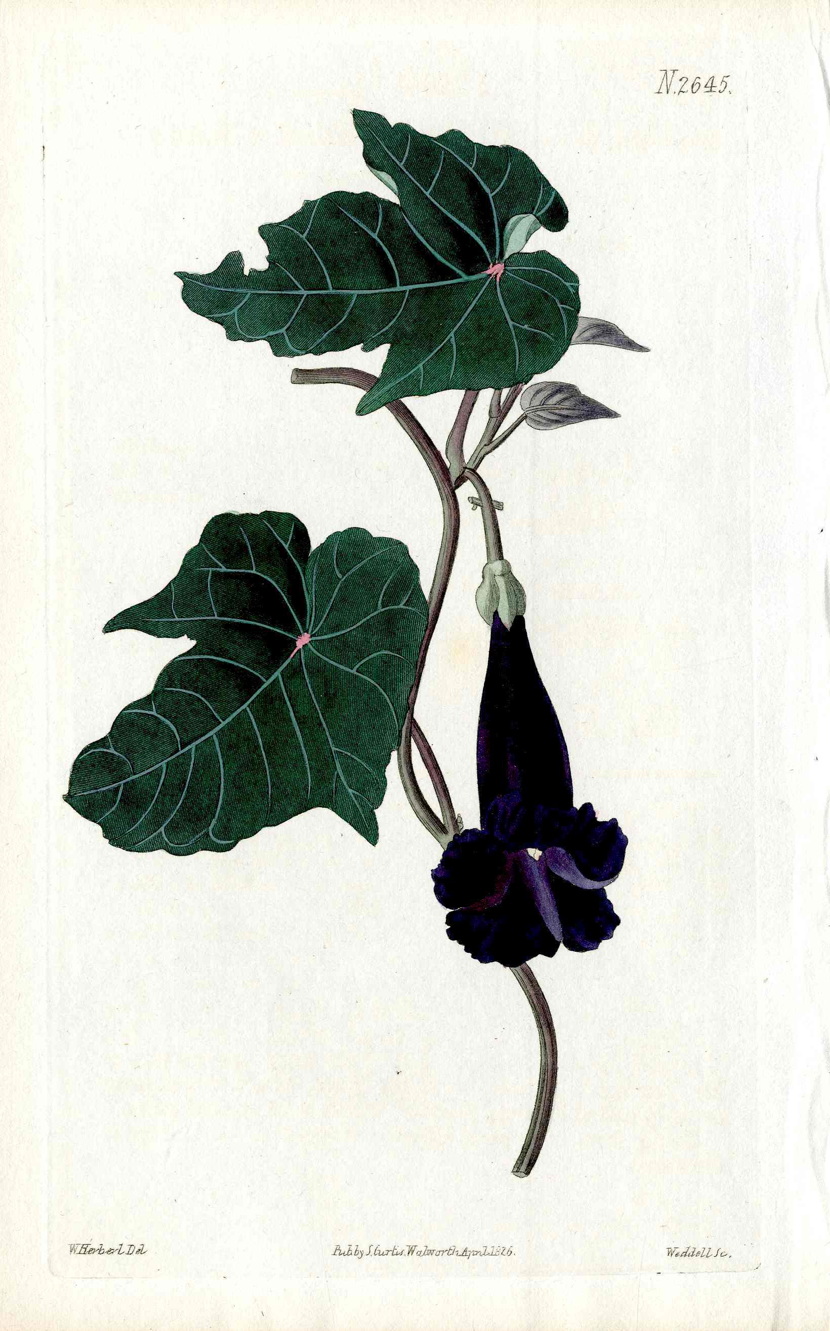 1800 Curtis Begonia Morning Glory