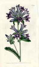 1800 Curtis Blue Bellflower - Panteek Antique Prints