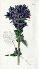 1800 Curtis Blue Campanula - Panteek Antique Prints