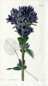1800 Curtis Blue Campanula - Panteek Antique Prints